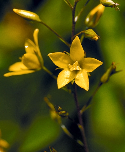 {Lysimachia fraseri}